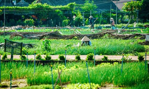 d/Tra Que Herb Village Green and